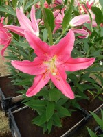 [4352 Viviana VZ No102.JPG]